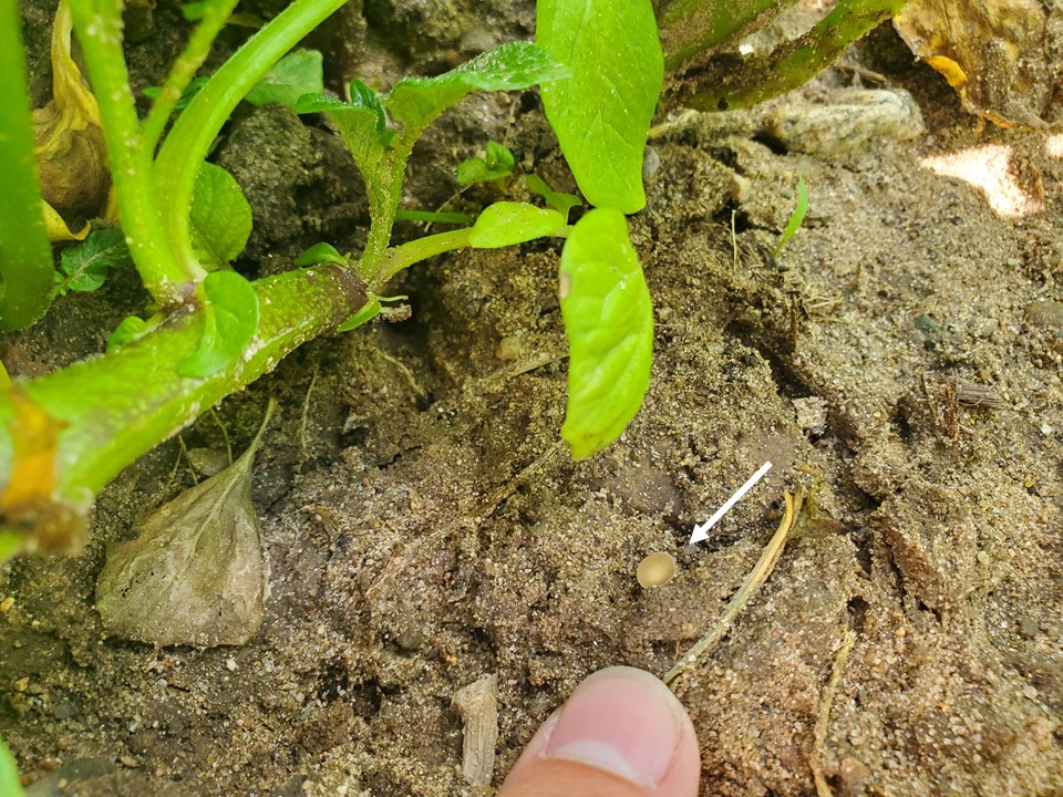 Arrow pointing to fungus near plant stem on ground.